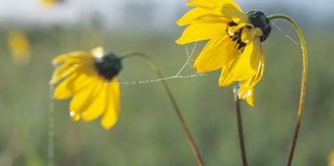 Framed Yellow Wild Flowers And Web Print