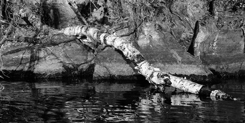 Framed Ash River 11 Print