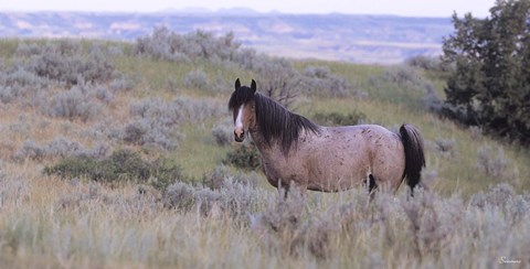 Framed Wild Horses 18 Print