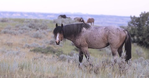 Framed Wild Horses 22 Print