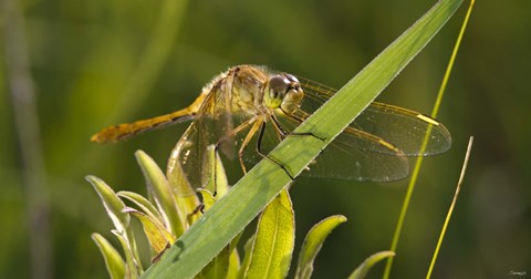 Framed Yellow Dragonfly On Leaf Print