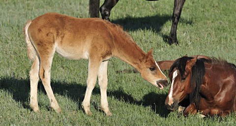 Framed Wildhorses 18 Print