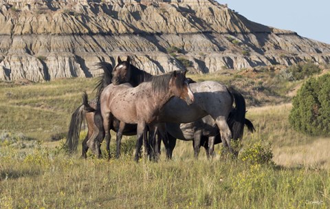 Framed Horses With Spots In Yellow Field Print