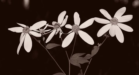 Framed Buffalo River Flowers I Print