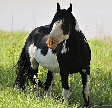 Framed Wildhorses 2 Print
