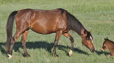 Framed Wildhorses 17 Print