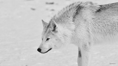 Framed White Wolf 1 Print