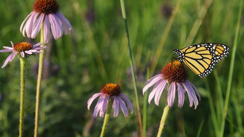 Framed Monarch 5 Print