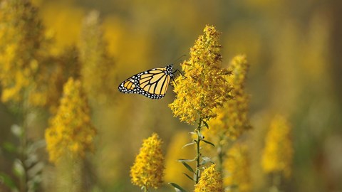 Framed Monarch 7 Print