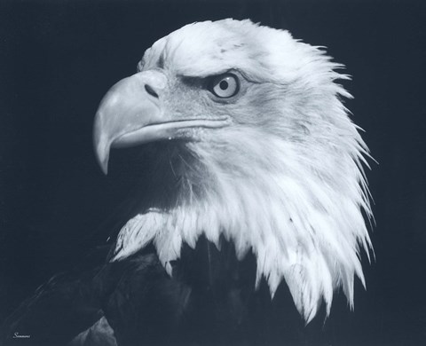 Framed Bald Eagle 3 Print