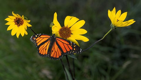 Framed Monarch 1 Print