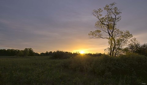 Framed Green Field And Tree At Sunset Print