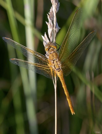 Framed Yellow Dragonfly On White Bloom Print