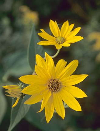 Framed Yellow Blooming Flower Duo I Print