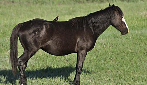 Framed Wildhorses 21 Print