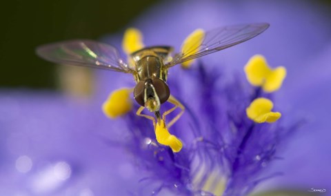 Framed Bee Resting On Purple And Yellow Flower Closeup Print