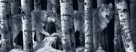 Framed Silver Tone Moon Shadows 2 Print