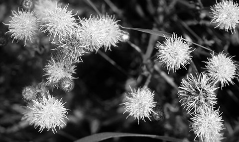 Framed Wildflower Blooms In Black And White Print