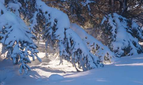 Framed Winter Snow Evergreen Print