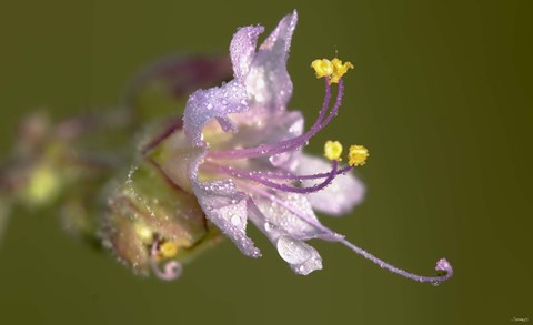 Framed Lavender Flower With Dew Print