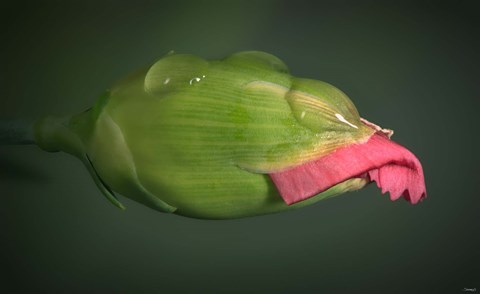 Framed New Pink Flower Bud Print