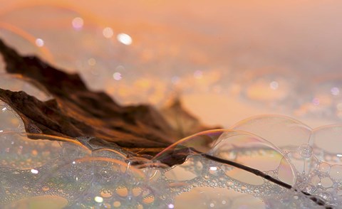 Framed Fall Leaf Floating In Water Bubbles I Print
