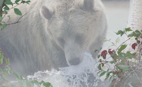 Framed Down Stream Bear Print