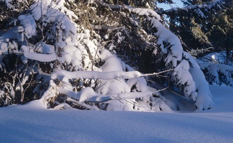 Framed Buffalo River 54 Print