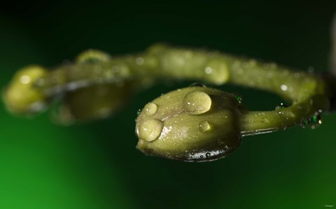 Framed Green Buds Covered In Raindrops Print