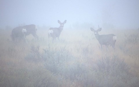 Framed Theodore Roosevelt National Park Deer Print