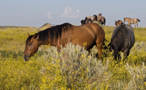 Framed Horses Grazing In Yellow Field III Print