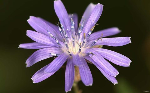 Framed Purple Flower Petals And Dew Closeup II Print