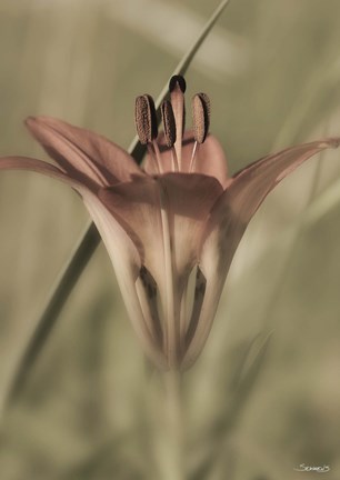 Framed Red Flower And Grass Blade Vertical Print