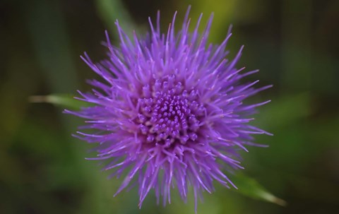 Framed Shades Of Nature Purple Spiked Flower II Print