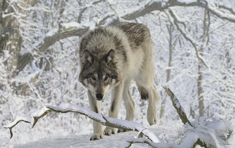 Framed Zoo Wolf 3 Print