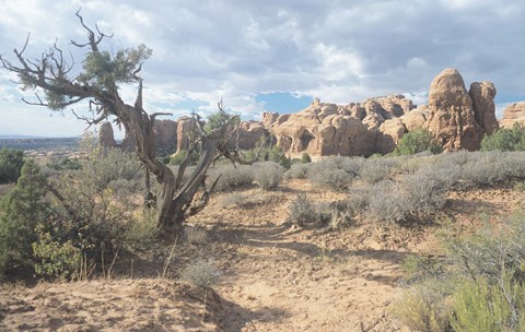 Framed Arches 24 Print