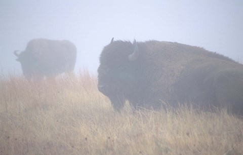 Framed Theodore Roosevelt National Park Buffalo Print