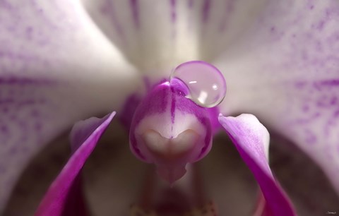 Framed Purple And White Spotted Flower With Raindrop Print