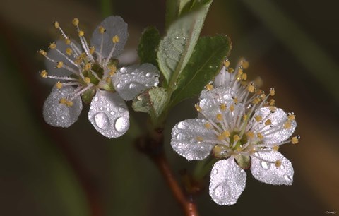 Framed Silver Flowers And Raindrops Print