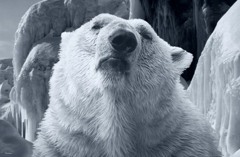 Framed Arctic Frost 2 Print