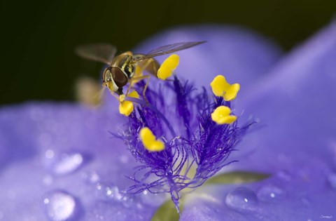 Framed Bee Resting On Purple And Yellow Flower Print