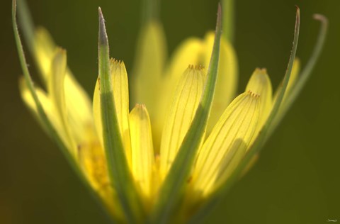 Framed Yellow Flower Petals On Green Print