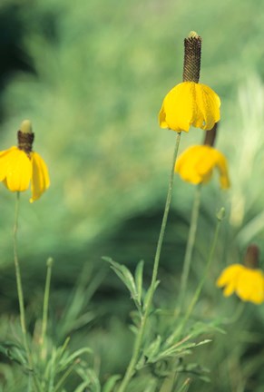 Framed Wild Yellow Flowers  In Grass I Print