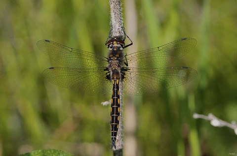 Framed Dragonfly Black And Yellow Print