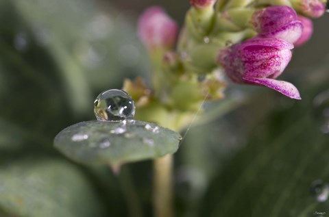 Framed Raindrop And Pink Flower Buds Print