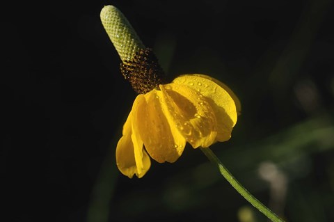 Framed Shades Of Nature Yellow Flower Green Center Print