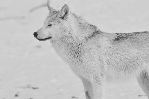 Framed White Wolf 2 Print