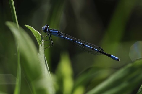 Framed Blue Dragonfly Print