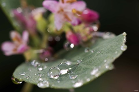 Framed Raindrops On Leaf With Pink Buds Print