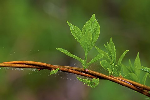 Framed Leaf On Branches Closeup Print